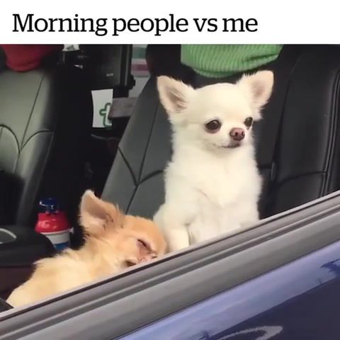 My wife vs. me in the morning, animals pets.