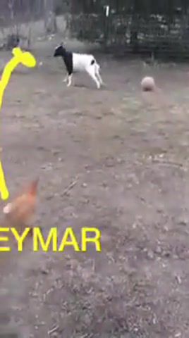 Neymargoat, Neymar, Goat, Animals Pets
