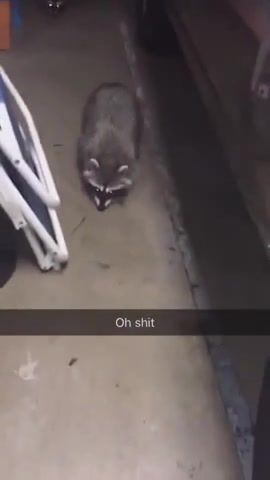 Oh shit, raccoon, animals, animals pets.