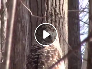 Owl spinning head SCARY