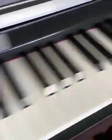 Piano Cat With Perfect Pitch