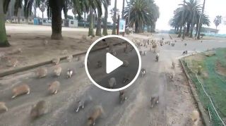 Rabbits attack thnx for 500k views