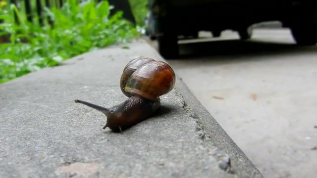 Snail walks alone, snail, green day, walk, walk alone, boulevard of broken dreams, animals pets.
