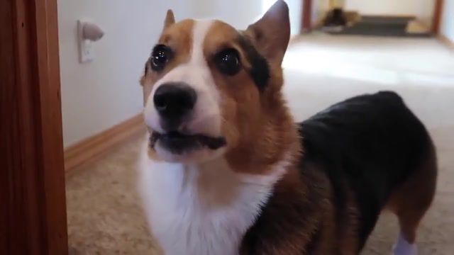 Stop this - Video & GIFs | vlog after college,vlogaftercollege,life after college,asian guy,blogging,corgi puppy,corgi,puppy,gatsby corgi,reasons not to get,do not get corgi,finding corgi,animals pets