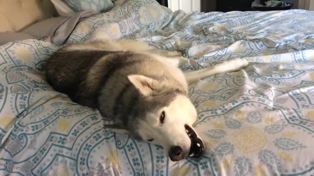 Stubborn husky won't get out of bed