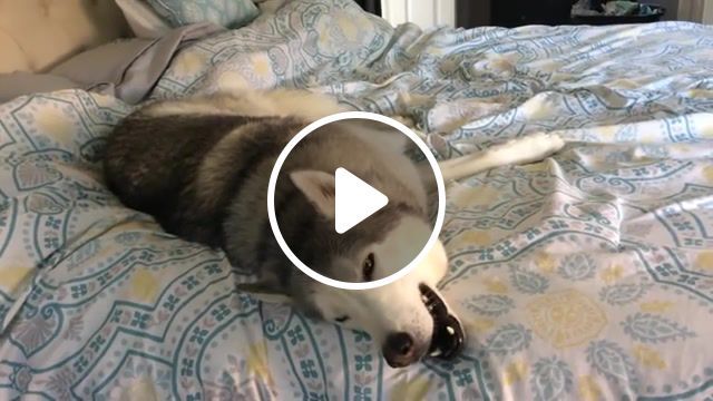 Stubborn husky won't get out of bed, zeus stubborn husky, husky, cute, dog, doggo, scream, zeus husky, animals pets. #0