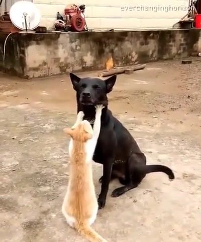 That friend who got a double chin - Video & GIFs | cat,dog,cat and dog,benni beni satisfaction,russian acoustic cover,animals pets