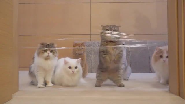 That's cute, cats vs invisible wall, cats, cat, invisible wall, fun, animals pets.
