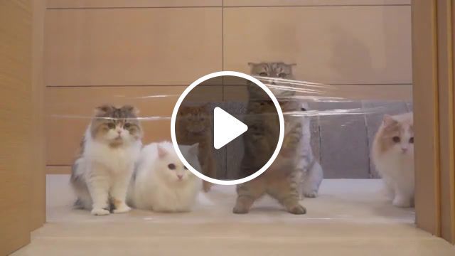 That's cute, cats vs invisible wall, cats, cat, invisible wall, fun, animals pets. #0