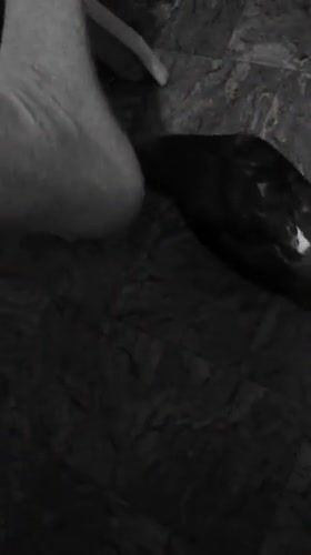 Wasted - Video & GIFs | bird,birdmemes,horror,wasted,birds,help,animals pets