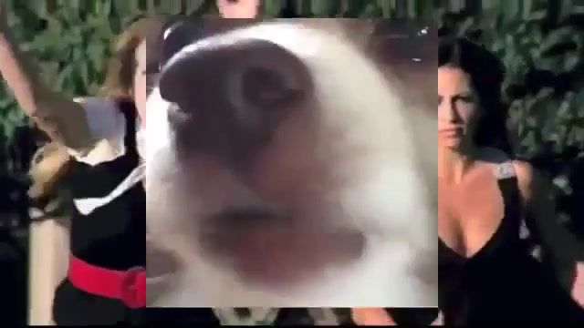 Woof woof - Video & GIFs | woof,meme,animals pets