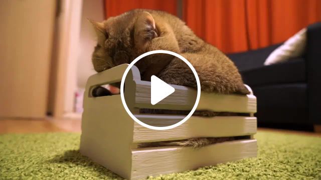 Cat box, cat, box, meme cat, meme, cute, kawaii, sleep, animals pets. #0