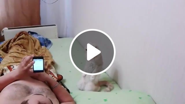 Cat stands for russian national anthem, flicks, odd news, funny pictures, best, daily, dailypicksandflicks, russia, russian, national anthem, vine, picks, crash, youtube, anthem, viral, interesting, cat stands up, daily picks, animals pets. #0