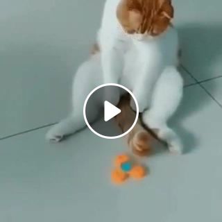 Cat with spinner