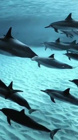 Dolphins, underwaterbriantyler, animals pets.