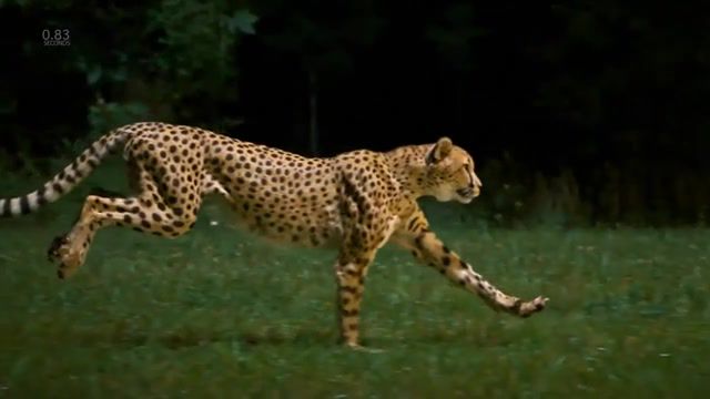 Dwagafw, gepard, motion beauty, animals pets.