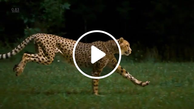 Dwagafw, gepard, motion beauty, animals pets. #1