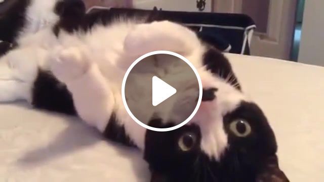 If you're happy, thatpetlife, if you, re happy and you know it say meow, cat singing, singing cat, cat sing, cat sings, cute cat, funny, that pet life, singing, meowing, cats, kitten, kitty, cat, animal, kittens, meow, animals pets. #0