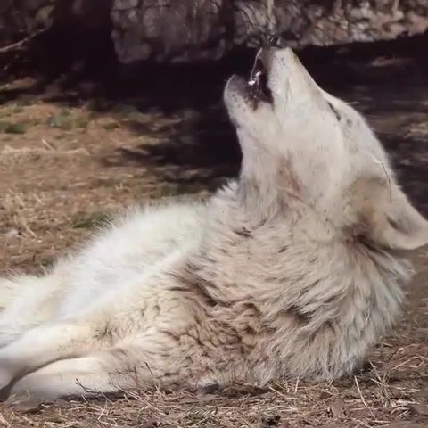 Keep Howling It's Good For The Soul. Wolf Howling. Good For The Soul. Wolfs. Keep Howling It's Good For The Soul. Animals And Pets. Animals Pets.