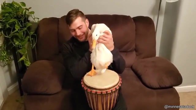 PLAY DUCK. Play Duck. Duck. Funny. Lol. Drumm. Drumms. Play. Animals Pets.