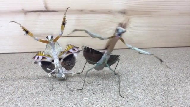 Praying Mantis Dance, Animals Pets