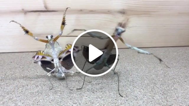 Praying mantis dance, animals pets. #0