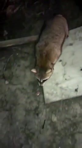 Raccoon Horror - Video & GIFs | omg,animals,raccoon,memes,eleprimer,animals pets