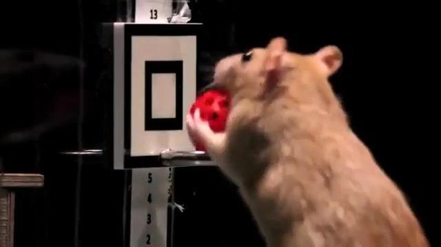 Rats playing basketball, animals pets.
