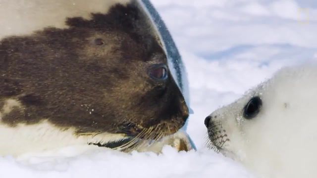 Seal, nat geo, animals, nature, harp seal's race, harp seal, seal, music, animals pets.