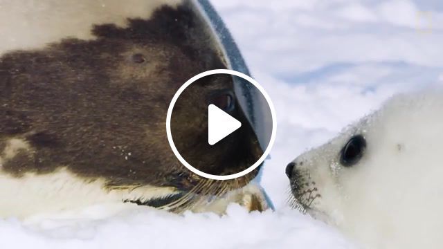 Seal, nat geo, animals, nature, harp seal's race, harp seal, seal, music, animals pets. #0