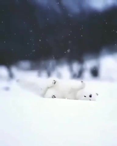 Snow fox - Video & GIFs | snow,love,arctic fox,fox,polar fox,polar,arctic,winter,cold,fun,funny animals vatrushka,animals pets