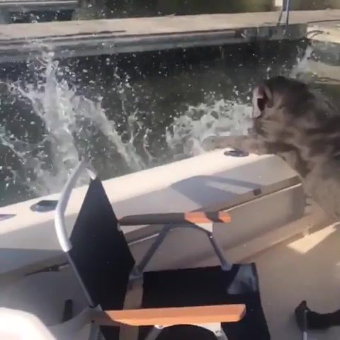 Sparta Dog, Pets, Fall, Ocean, Lakes, Water, Yacht, Boating, Boat, Owner, Dogs, Interesting, Odd News, Funny Pictures, Best, Popular, Vines, Vine, Youtube, Viral, Flicks, Picks, Daily, Daily Picks, Dailypicksandflicks, Animals Pets