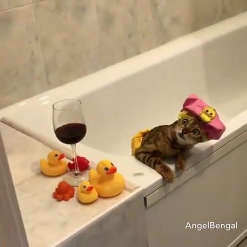 Time to Bath and Wine, Animals Pets