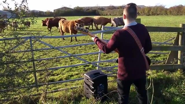 Typical audience reaction to a b solo - Video & GIFs | funk b solo,cows,viral,funny,meme,b boosted songs,davie504,best b,free mp3 download,b solo,funk b,b,danny sapko,animals pets