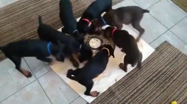 Voland's puppies - Video & GIFs | puppies,feeding,circle,animals pets