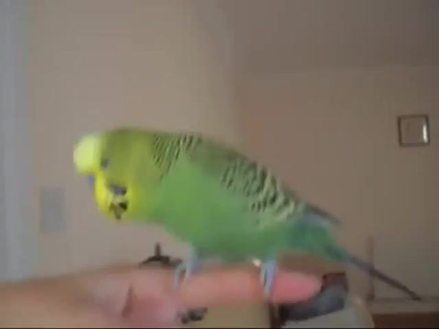 A very happy budgie, budgie, pets, papagei, bird, dancing, excited, animals pets.
