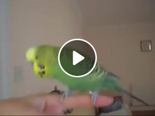 A very happy budgie