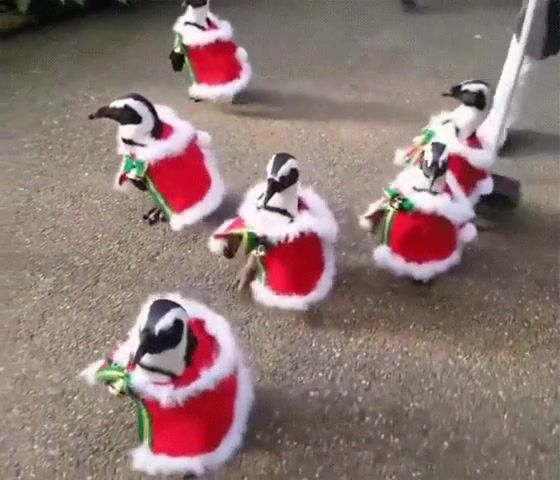 And a happy New Year, Penguin, Santa Clause, Shittyfluted, Australia, Animals Pets