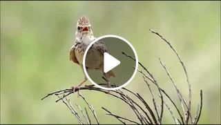 BIRDS SINGING