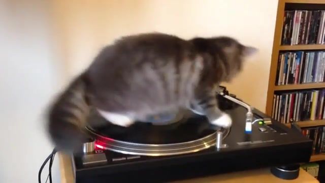 Cat, cat, vinyl, animals pets.
