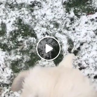 Charlie's first snow. Follow him on Instagram at Charlie the golden18