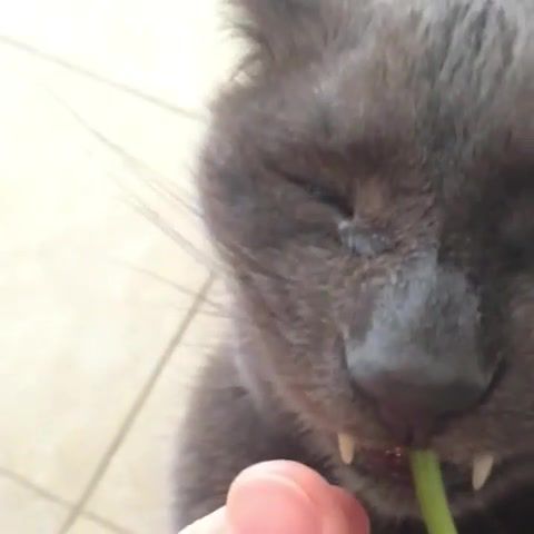 Chemical Organic Food LOTUS - Video & GIFs | megoder,cat,spinach,spinat,cats,dogs animal animals,animal pets,food,eating,funny lol fail wasted,dead you,testy f,girls,anime cat,hungry,parrot cat,vine meme,meme,popular,interesting,animals pets