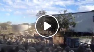 Dog Runs on Sheep