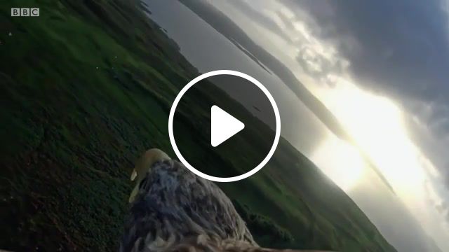 Fly away holiday, eagle, bbc, fly, sky, nature, life, animals pets. #1