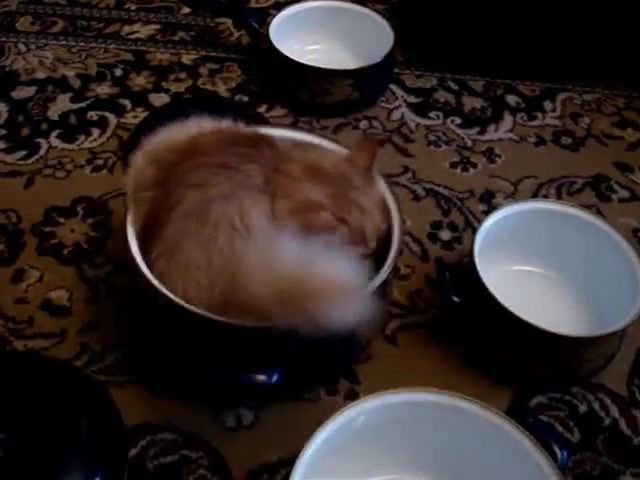 Full bowl of cat, animals pets.