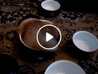 Full bowl of cat