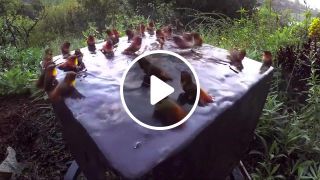Hummingbird pool party