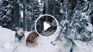Huskies First Snow Of The Season Husky Squad