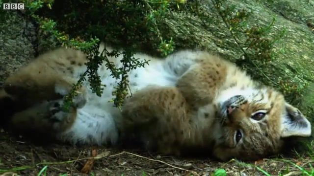 Lynx, cute animals, cute cats, cats, zoo, baby cat, lynx, big cat, wild cat, bbc, animals pets.