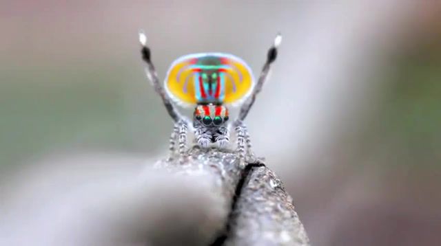 Peacock spider - Video & GIFs | science,funny,toys,animals,cosmetics,best pets,exotic pets,exciting pets,funny pets,pets,spider movie,slr,digital,comedy,quirky,comical,flirting,pet,fun,makeup,attraction,advertising,love,action,macro,color,interesting,animal,ritual,performance,behaviour,beauty,iridescent,colour,mating,dance,colourful,cute,nature,sydney,small critters,wilderness,arachnid,australia,wildlife,salticidae,volans,maratus,jumping,spider,peacock,nature travel